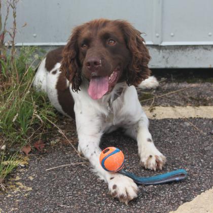 MET Dog Support Unit (DSU) visit JRC